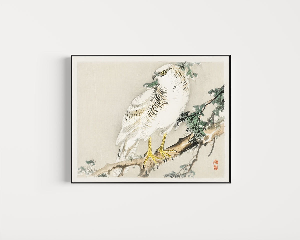 Framed art print of White Hawk on an Evergreen Branch by Kōno Bairei, in a slim black frame on a plain white wall