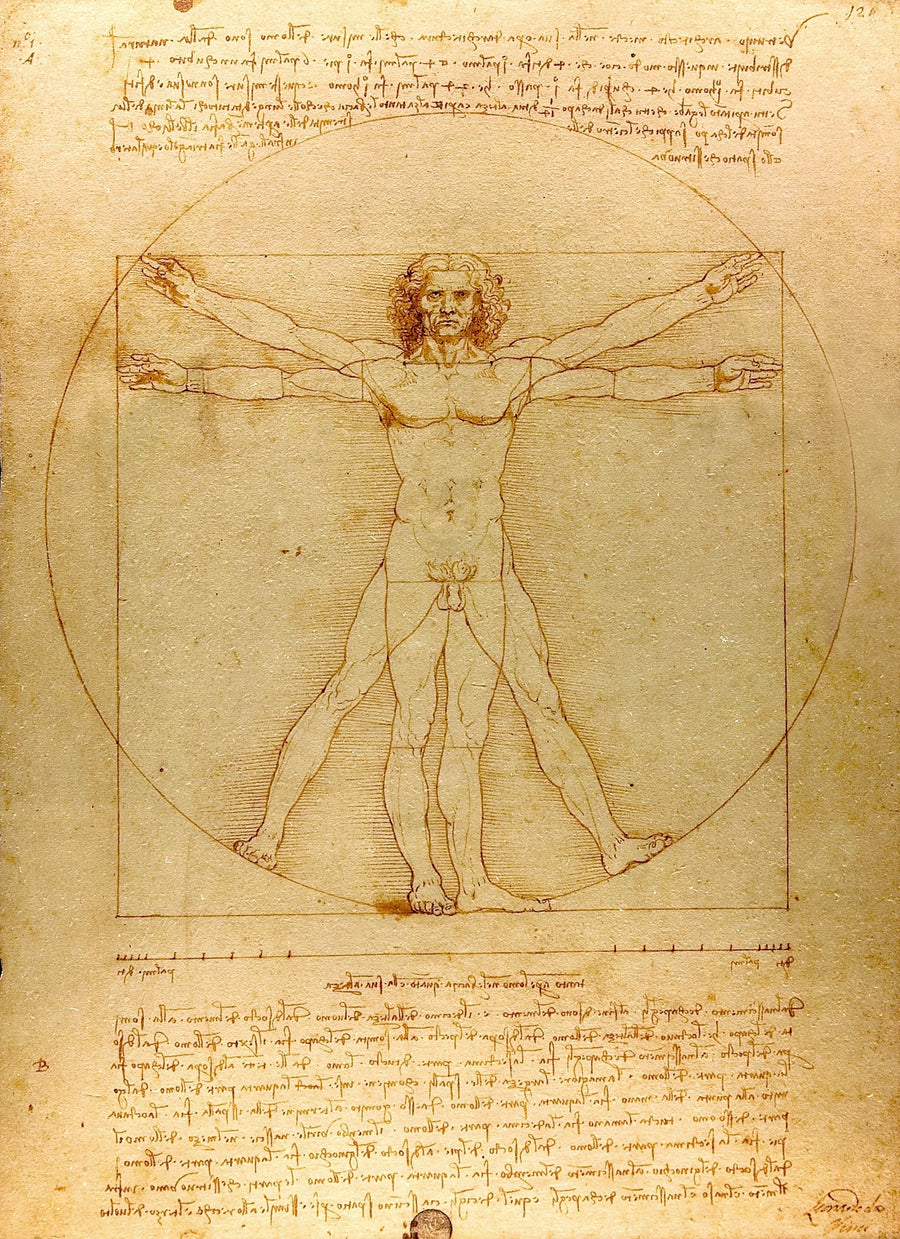 Leonardo da Vinci — Vitruvian Man | Fine Art Print shown to scale on a wall above a sofa