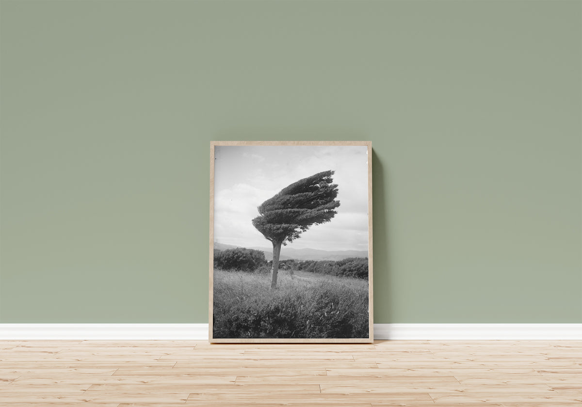 Framed art print of Small Totara Tree by Leslie Adkin, in a light wood frame leaning on a sage green wall above a wooden floor