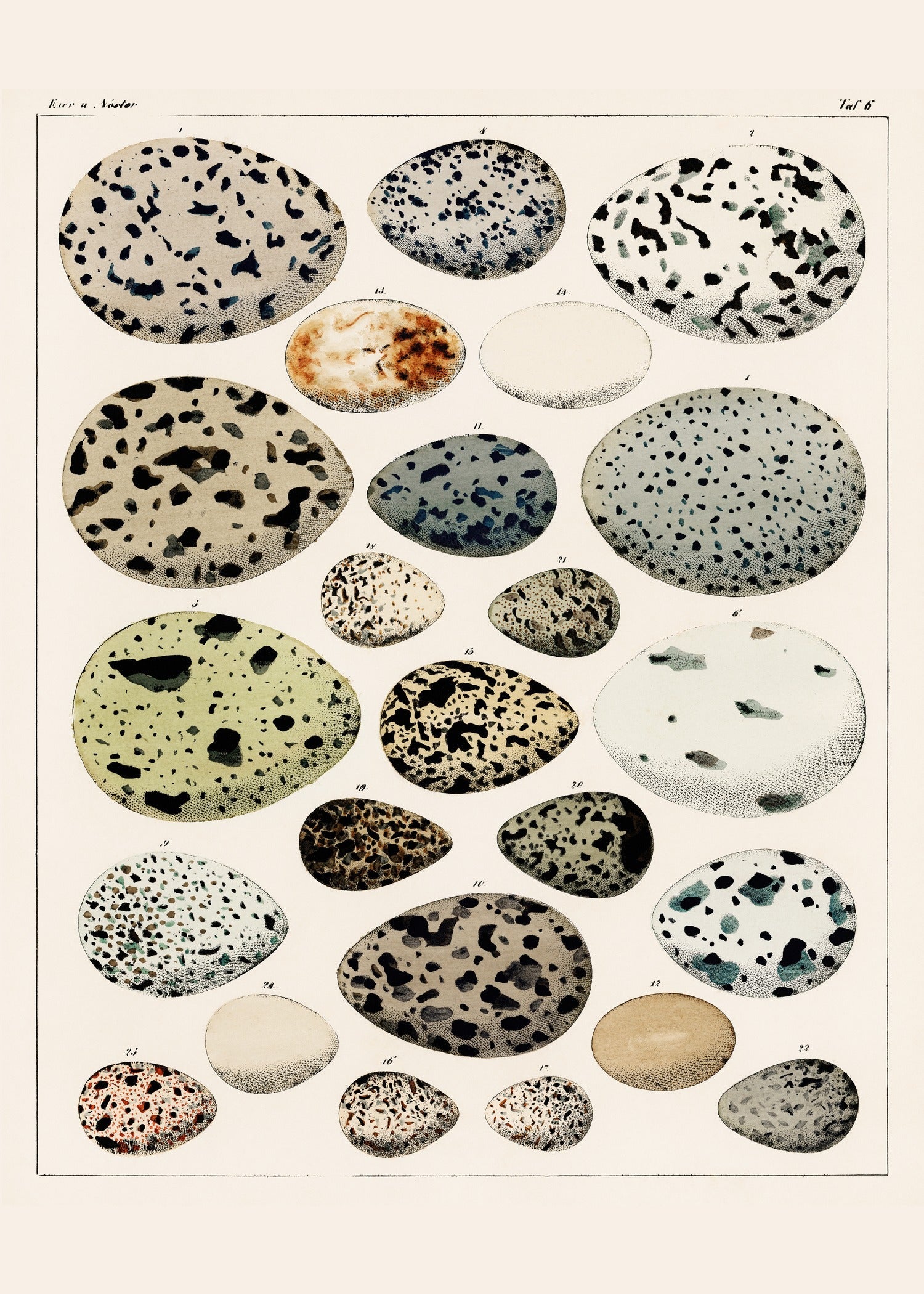 Lorenz Oken — Bird Eggs | Vintage 19th-Century Natural History Print - 9ArtPrints