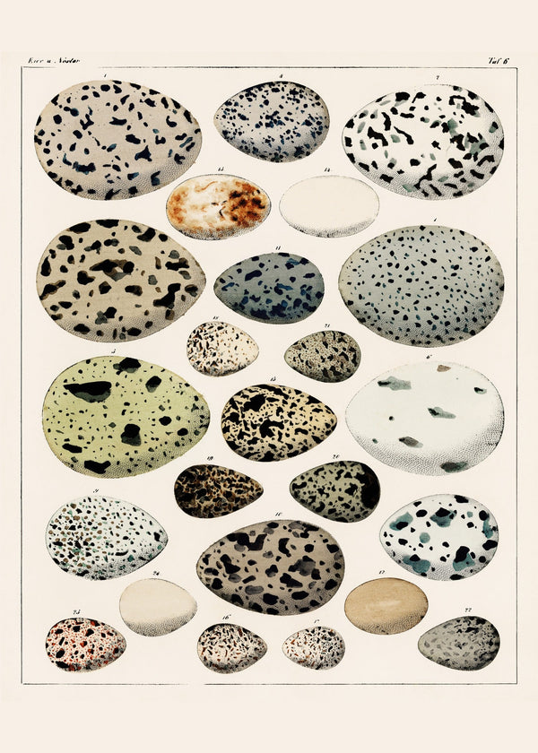 Lorenz Oken — Bird Eggs | Vintage 19th-Century Natural History Print