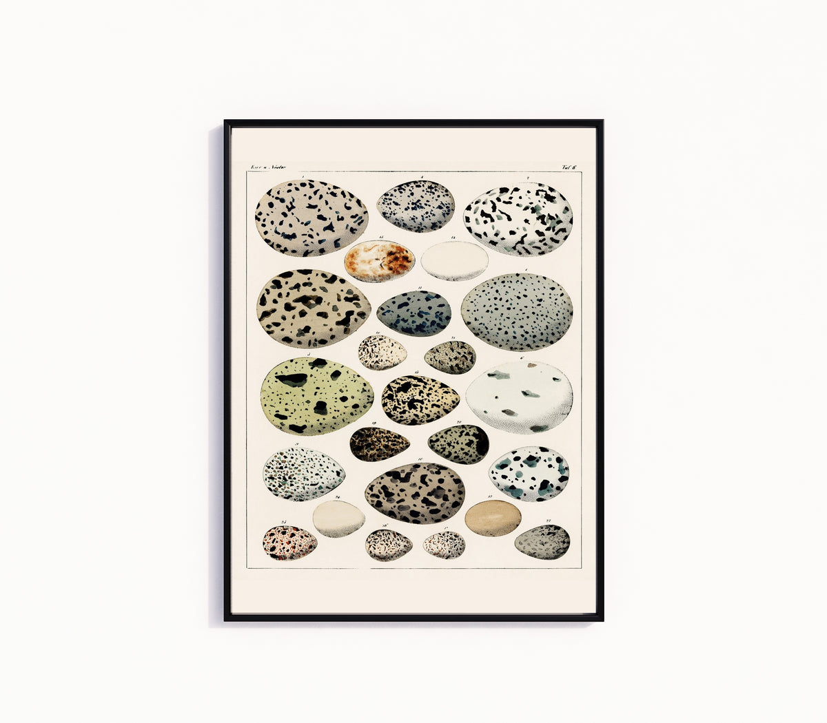 Framed art print of Bird Eggs by Lorenz Oken, in a slim black frame on a plain white wall