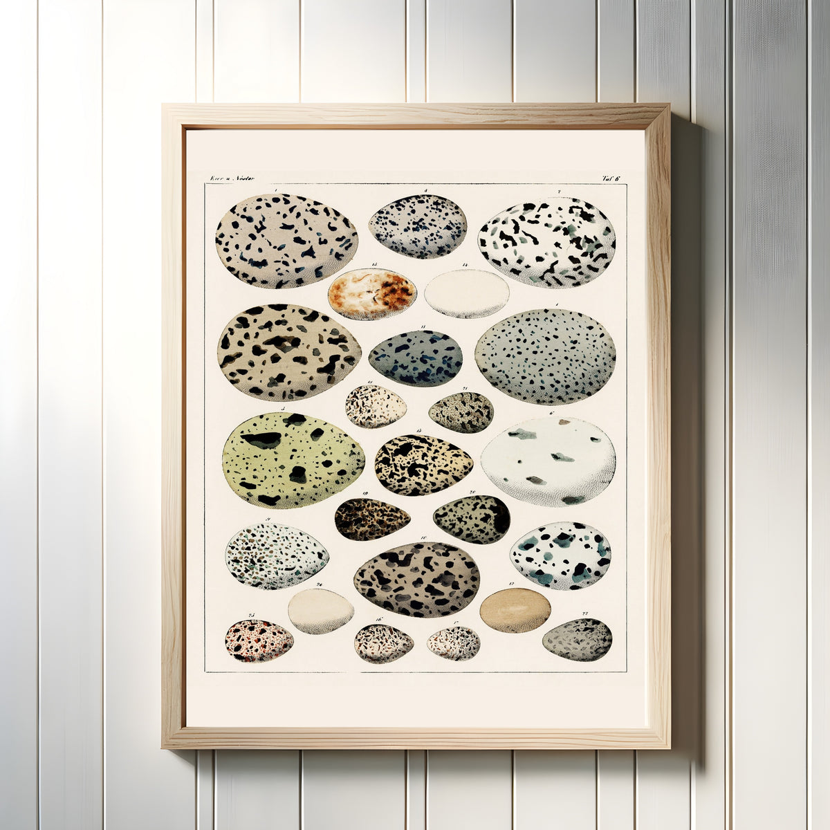 Framed art print of Bird Eggs by Lorenz Oken, in a light wood frame on a white panelled wall