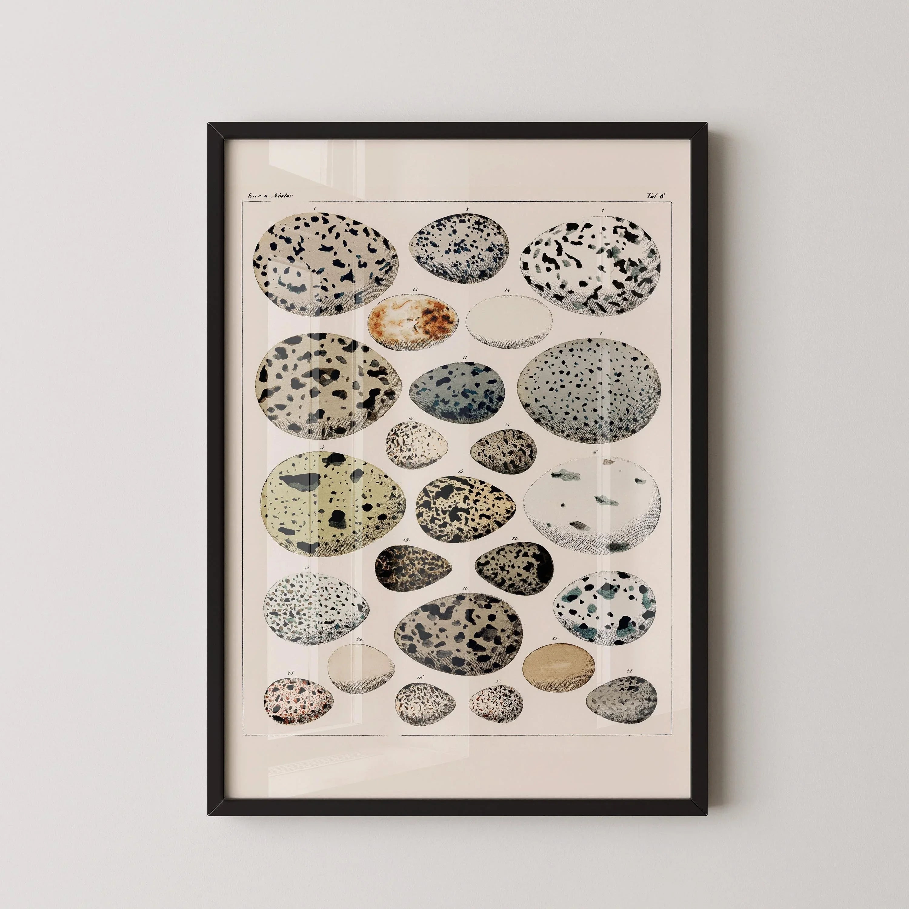 Lorenz Okens - Bird Eggs | Vintage Naturalist Poster (available handframed or unframed) - 9ArtPrints