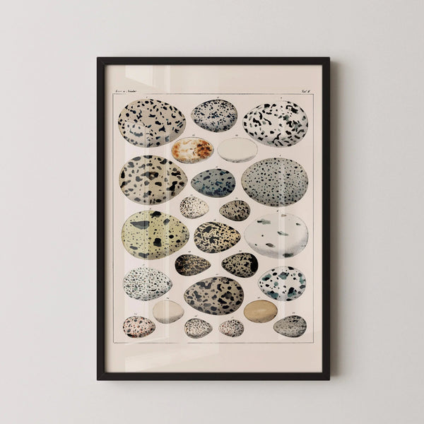 Lorenz Oken — Bird Eggs | Vintage 19th-Century Natural History Print