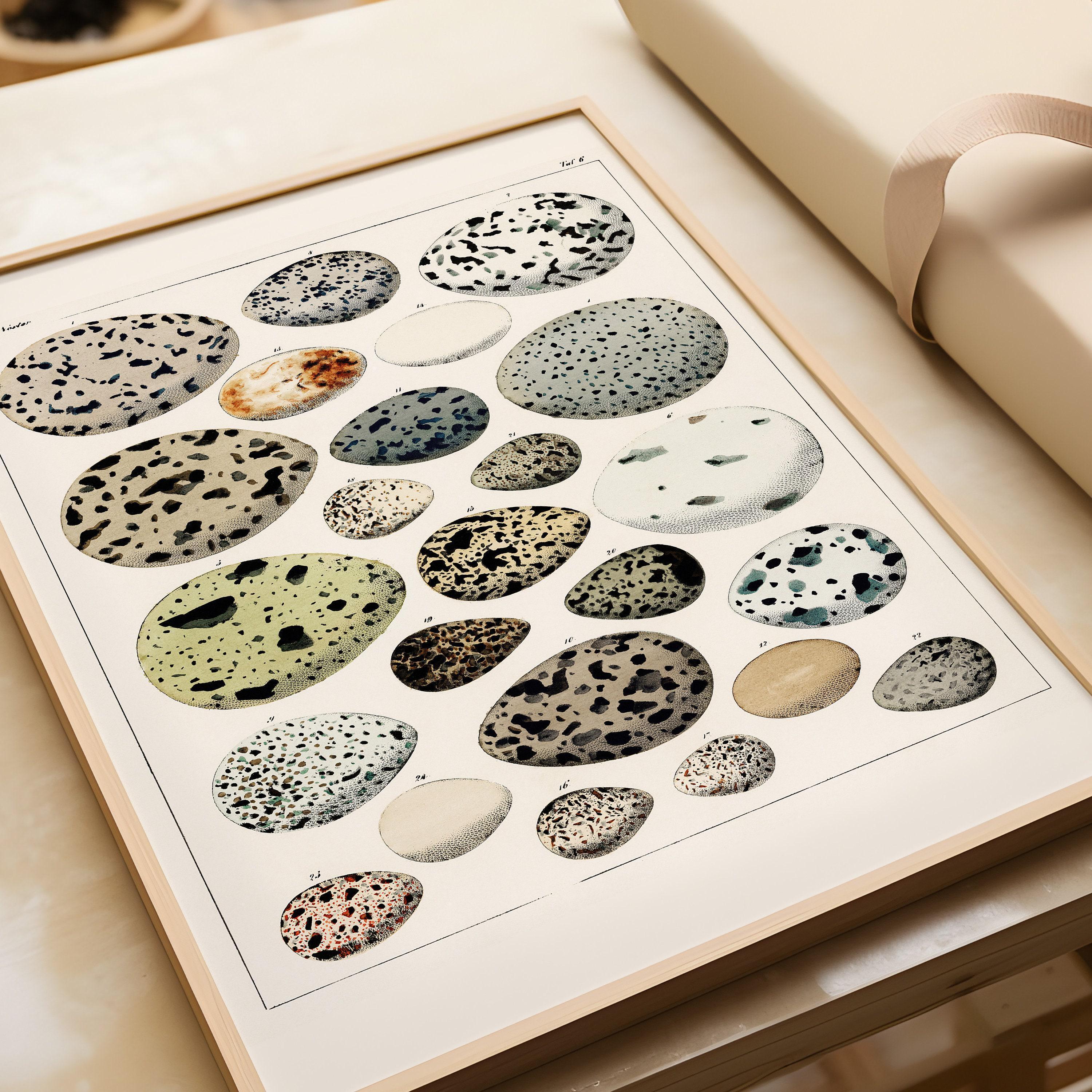 Lorenz Okens - Bird Eggs | Vintage Naturalist Poster (available handframed or unframed) - 9ArtPrints