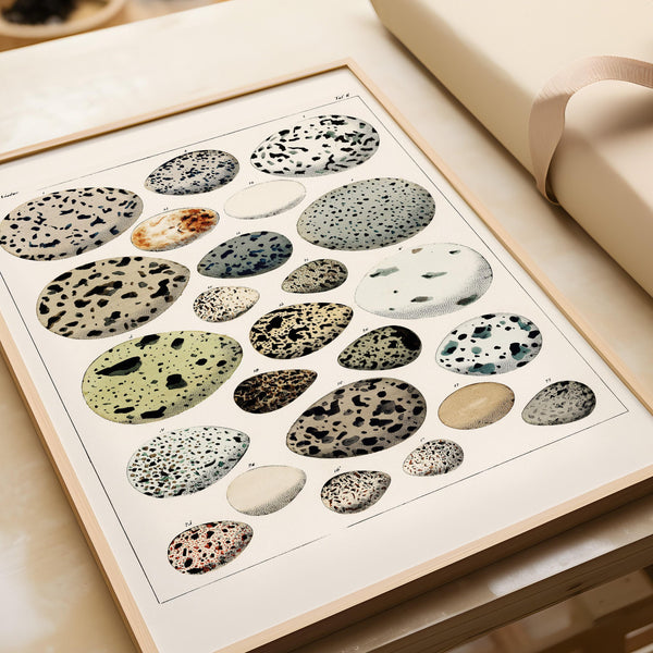 Lorenz Oken — Bird Eggs | Vintage 19th-Century Natural History Print