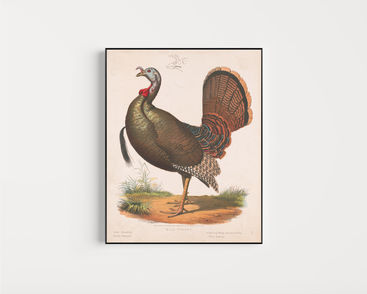 Framed art print of Wild Turkey by Louis Prang & Co., in a slim black frame on a plain white wall