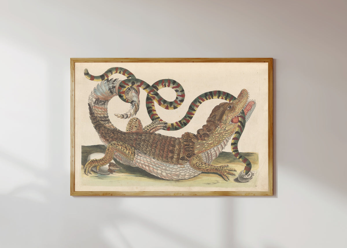 Framed art print of Metamorphosis of the Insects of Surinam, Plate 69: Caiman and Snake by Maria Sibylla Merian, in a light wood frame on a sunlit white wall