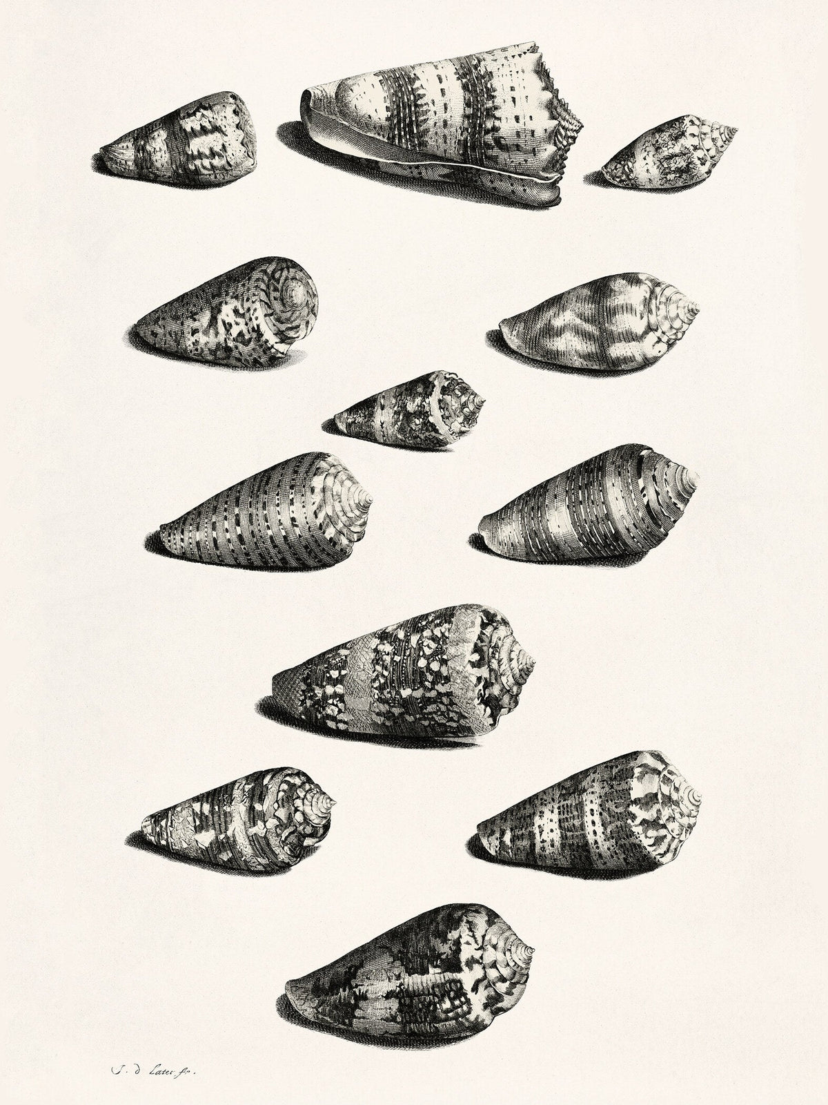 Maria Sibylla Merian — Shells | Fine Art Print - 9ArtPrints