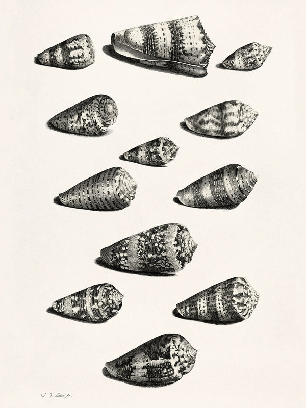 Maria Sibylla Merian — Shells | Fine Art Print