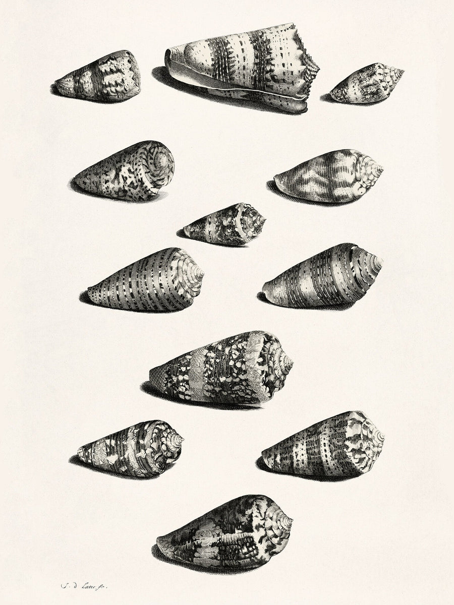 Maria Sibylla Merian — Shells | Fine Art Print shown to scale on a wall above a sofa