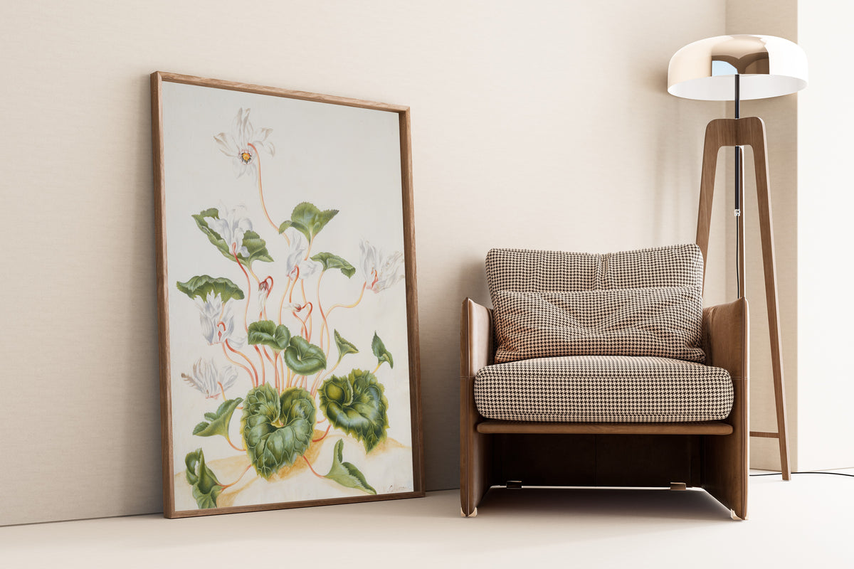 Maria Sibylla Merian — White Cyclamen | Natural History Print