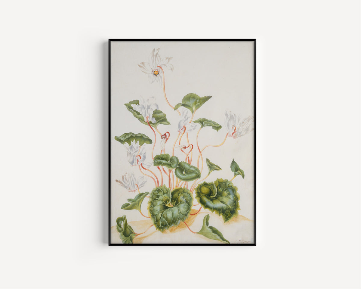 Maria Sibylla Merian — White Cyclamen | Natural History Print