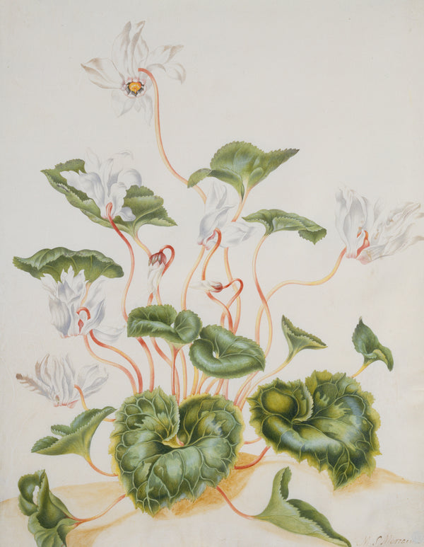 Maria Sibylla Merian — White Cyclamen | Natural History Print
