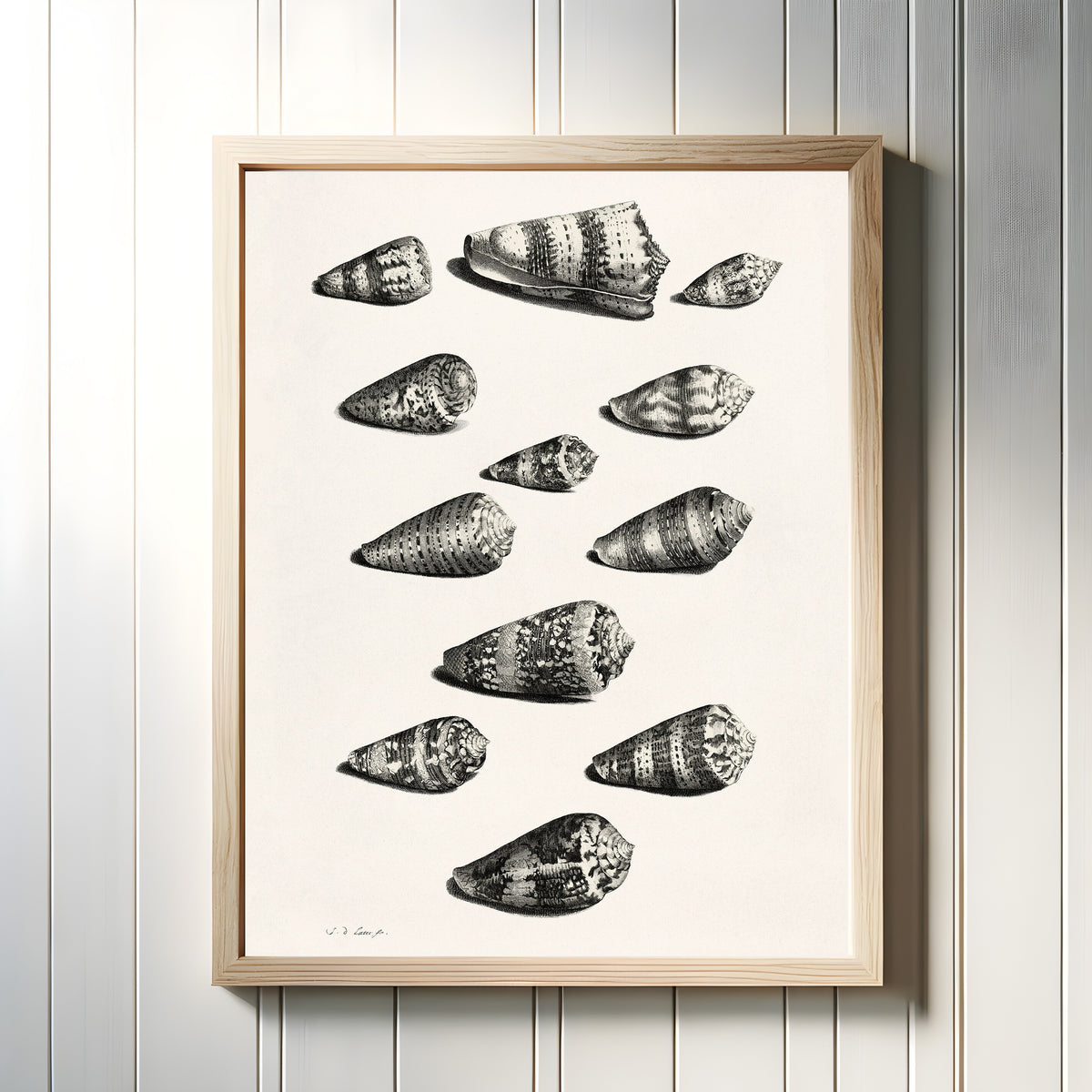 Framed art print of Shells by Maria Sibylla Merian, in a light wood frame on a white panelled wall