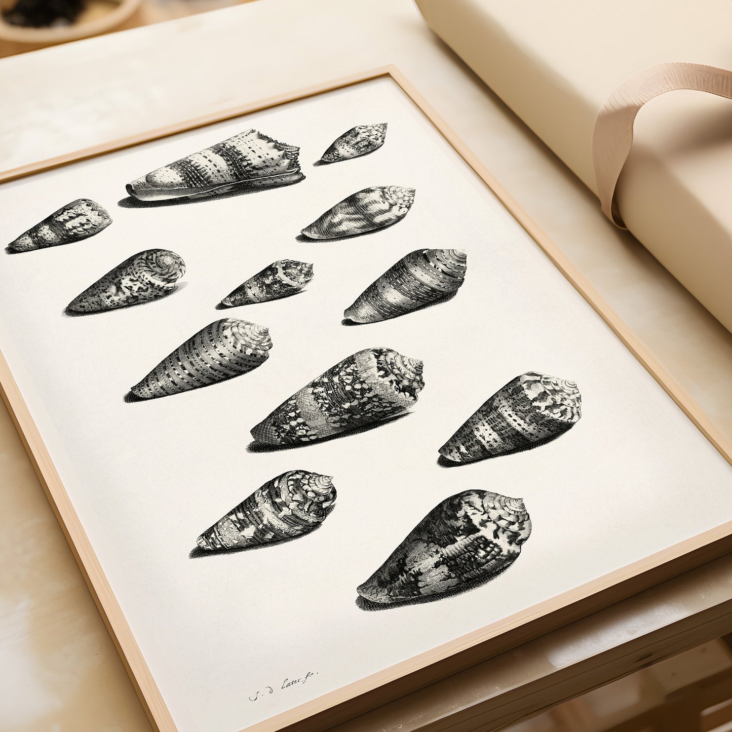 Maria Sybilla Merian - Shells | Famous Marine Life Sketch Art in Black and White (available framed or unframed) - 9ArtPrints