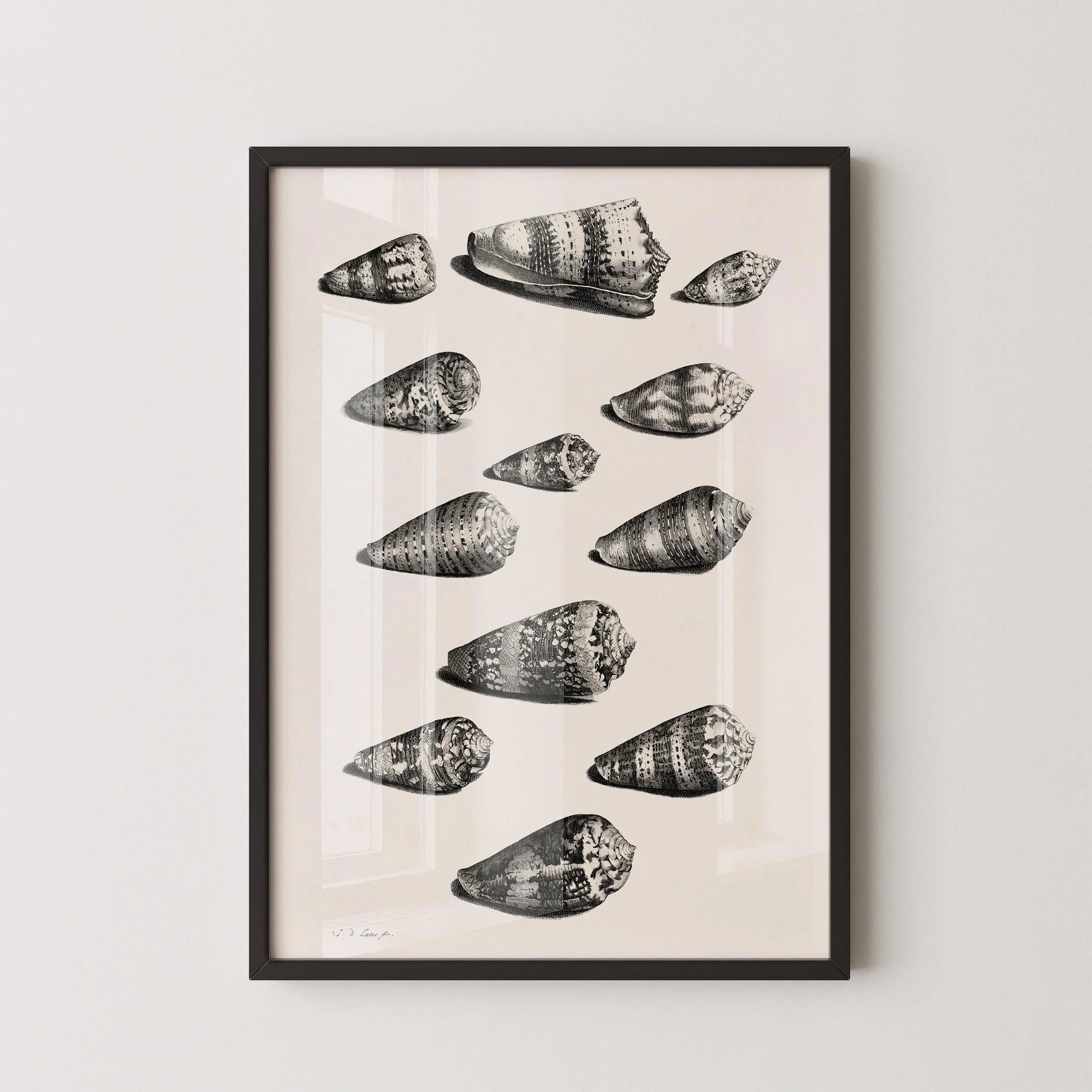 Maria Sybilla Merian Shells Print: Black and White Marine Life Art - 9ArtPrints