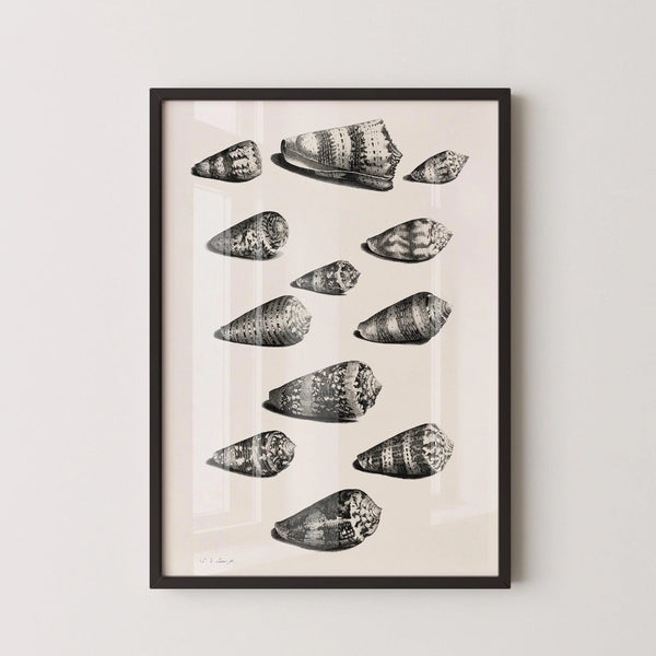 Maria Sibylla Merian — Shells | Fine Art Print