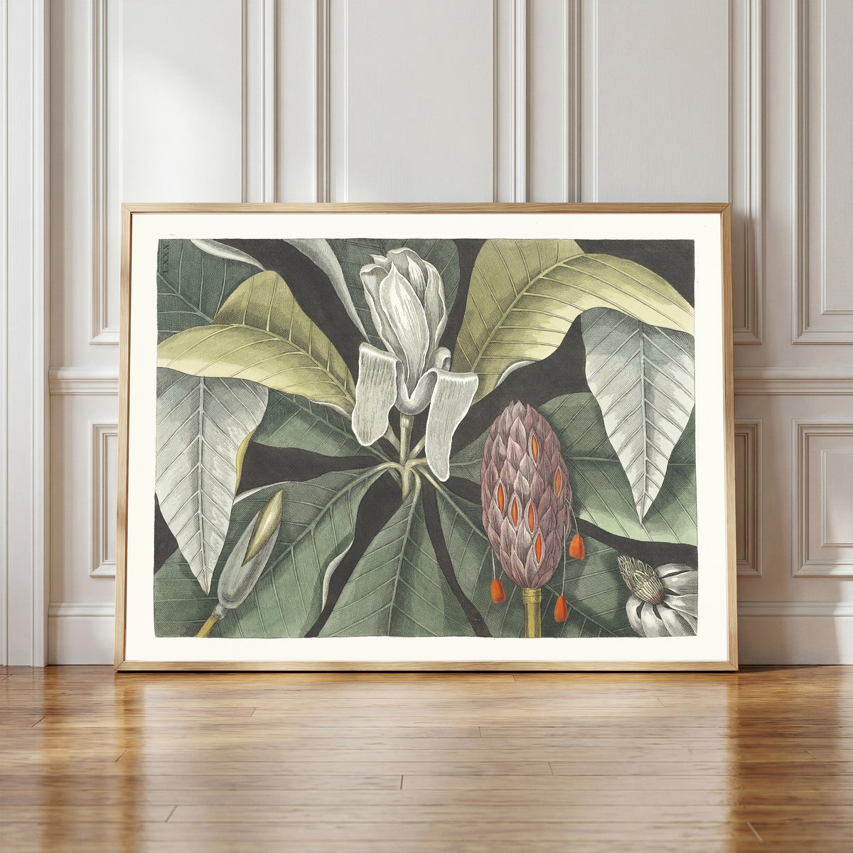 Framed art print of Umbrella Tree (Magnolia) by Mark Catesby, in a light wood frame leaning against a panelled white wall