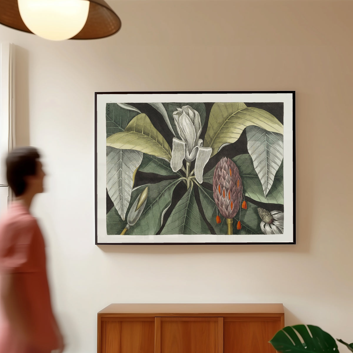 Framed art print of Umbrella Tree (Magnolia) by Mark Catesby, in a slim black frame on a warm wall in a sunlit room