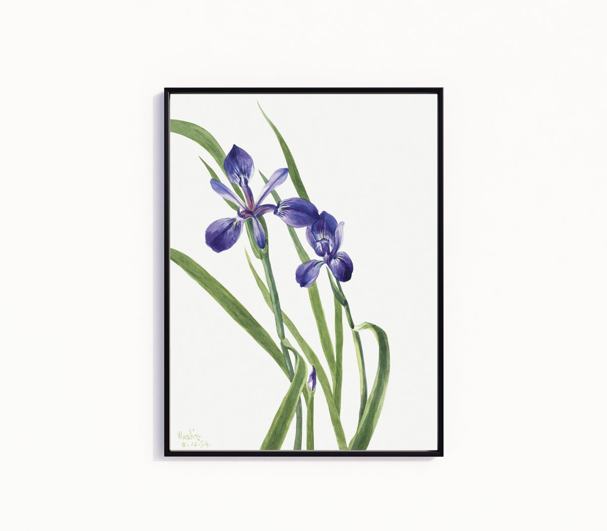 Framed art print of Iris (Iris species) by Mary Vaux Walcott, in a slim black frame on a plain white wall