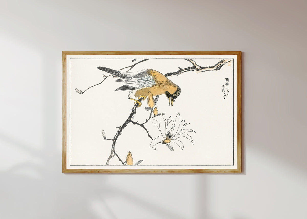 Framed art print of Eurasian Jay and Kobushi Magnolia by Numata Kashū, in a light wood frame on a sunlit white wall