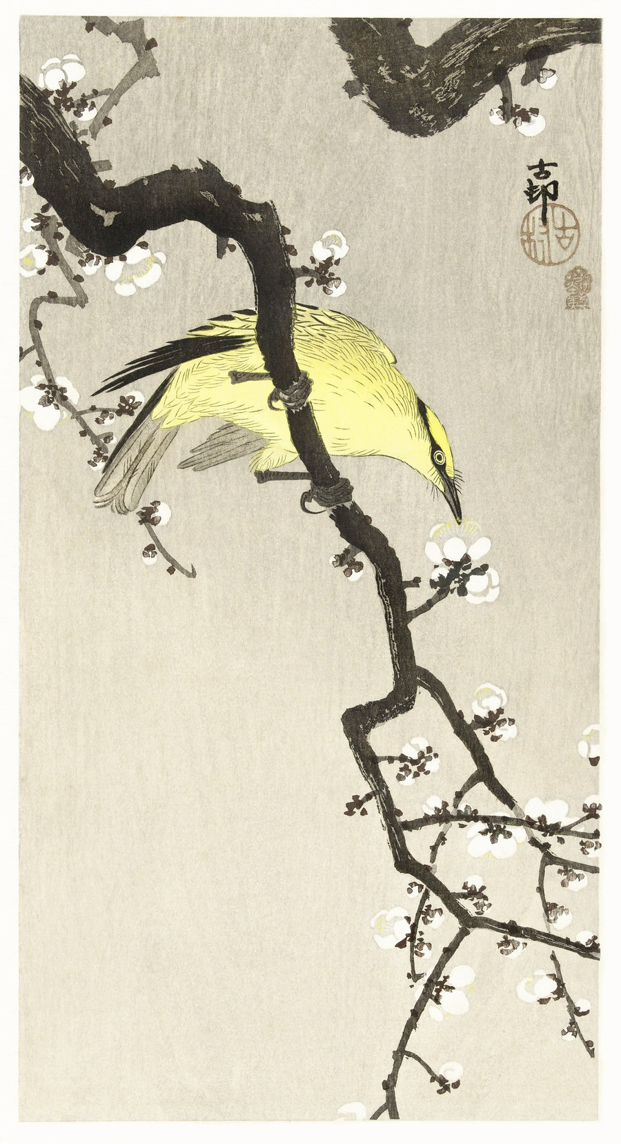Ohara Koson — Chinese Oriole on Plum Blossom Branch | Japanese Bird & Flower Woodblock Print shown to scale on a wall above a sofa