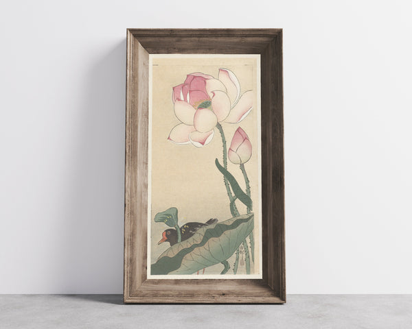 Ohara Koson — Gallinule with Lotus Flowers | Japanese Bird & Flower Woodblock Print
