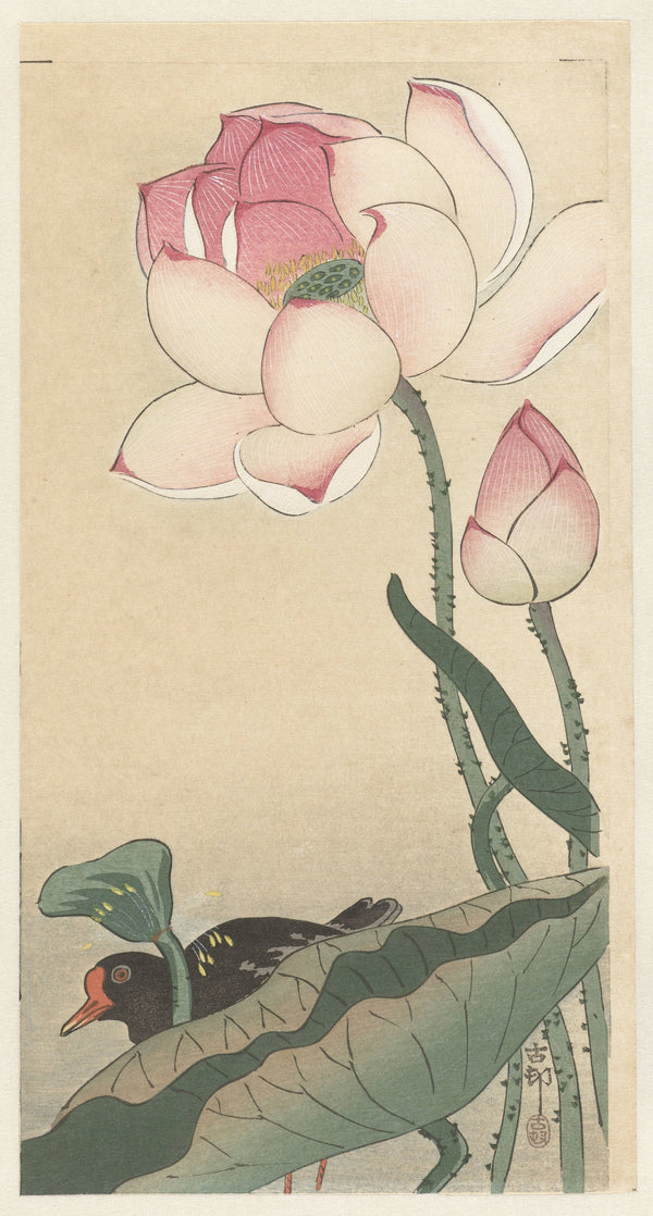 Ohara Koson — Gallinule with Lotus Flowers | Japanese Bird & Flower Woodblock Print