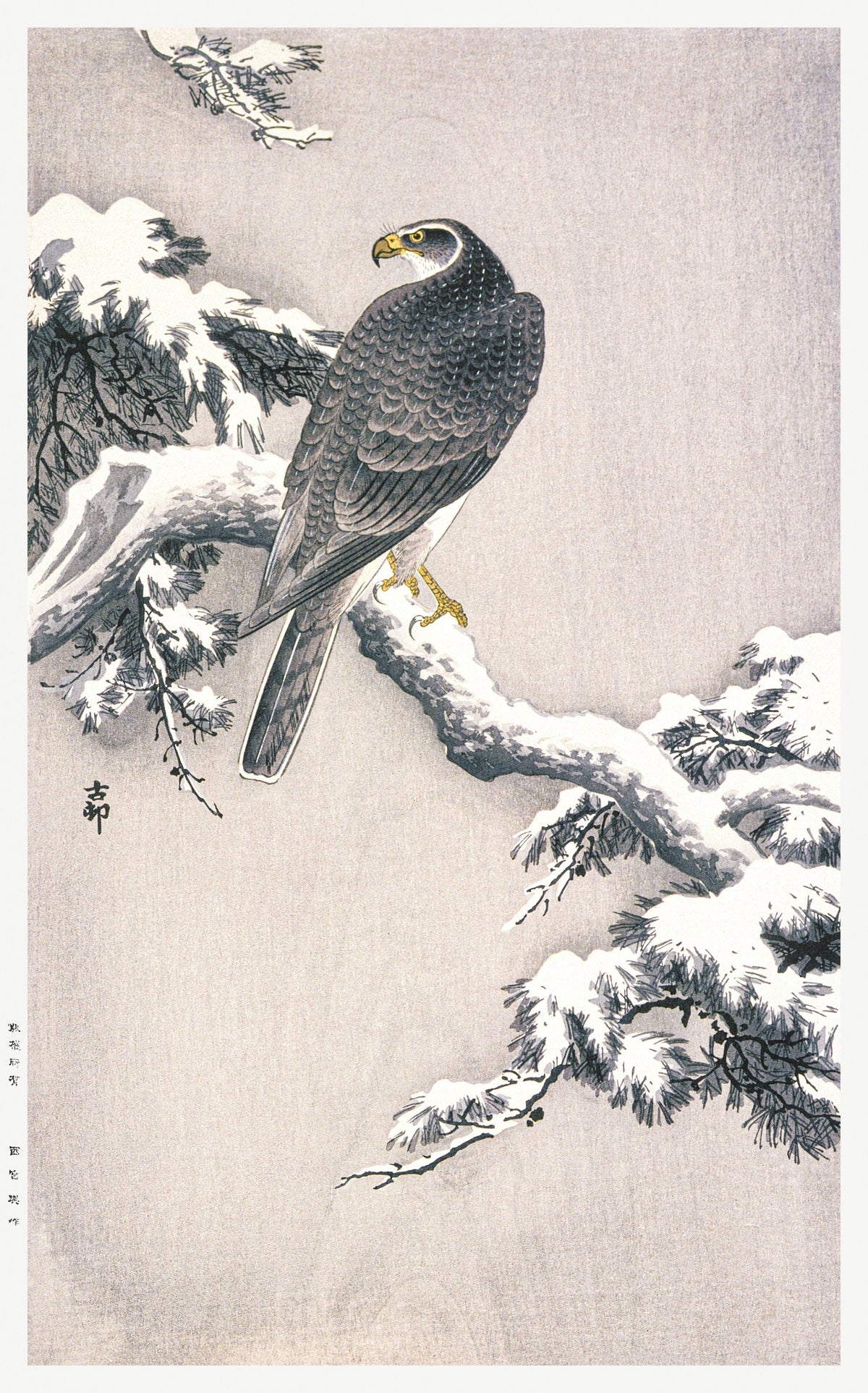 Ohara Koson — Goshawk on Snow-covered Pine Bough | Japanese Bird & Flower Woodblock Print - 9ArtPrints