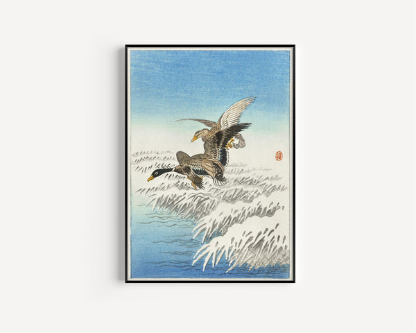 Ohara Koson — Pair of Ducks Flying over Snowy Reeds | Japanese Bird & Flower Woodblock Print