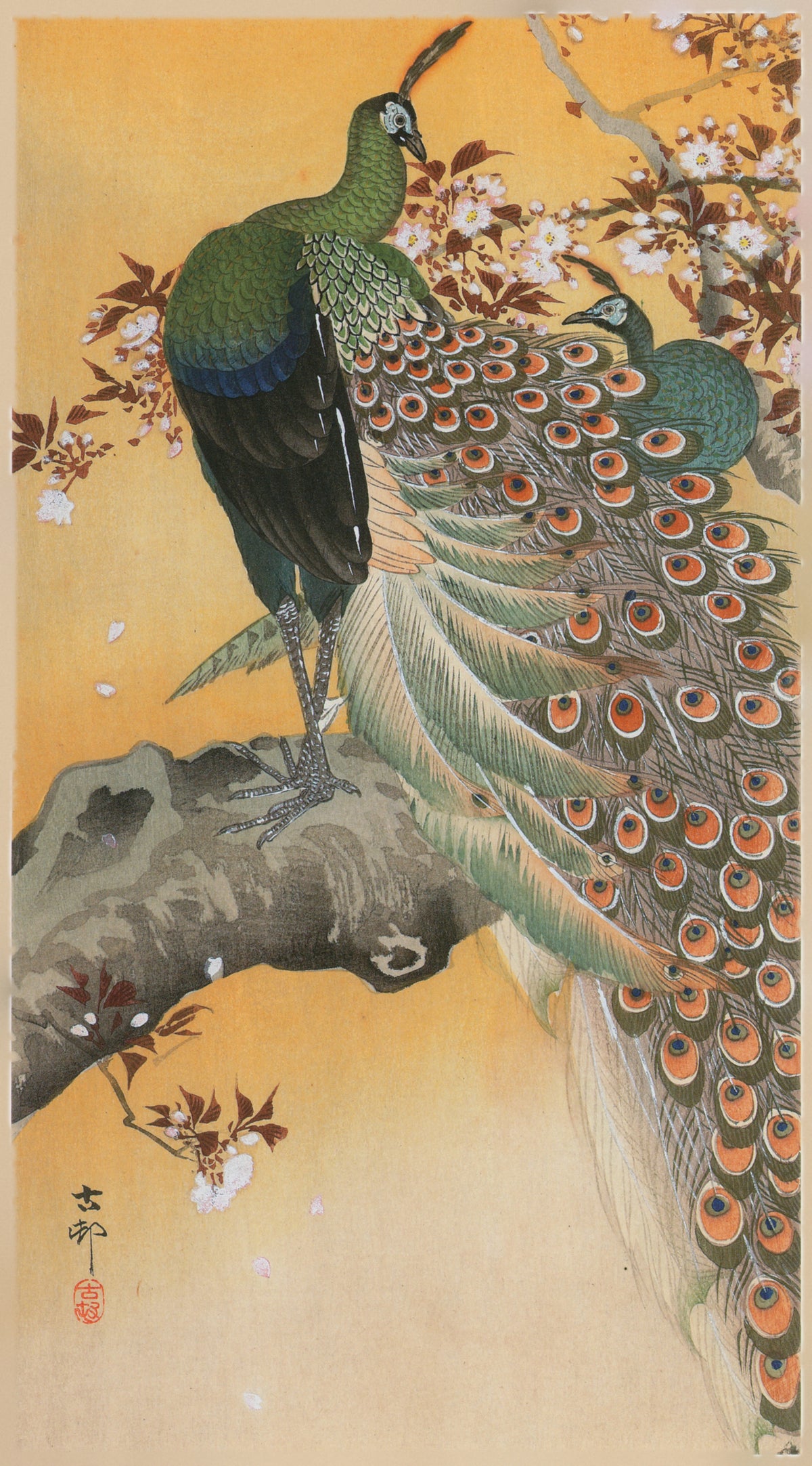 Pair of Peacocks on Cherry by Ohara Koson — Two peacocks perch beneath cherry blossoms on a golden ground