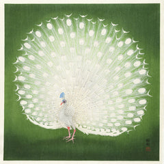 Ohara Koson — Peacock | Shin Hanga Print