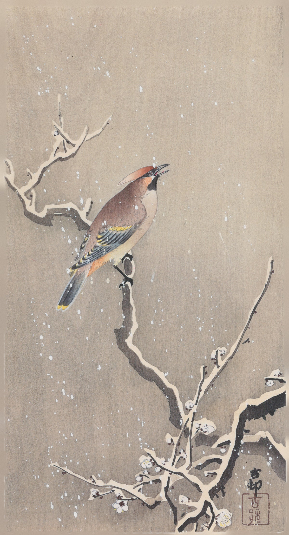 Waxwing on Snowy Plum by Ohara Koson — A single waxwing calls out from a snow-laden plum branch