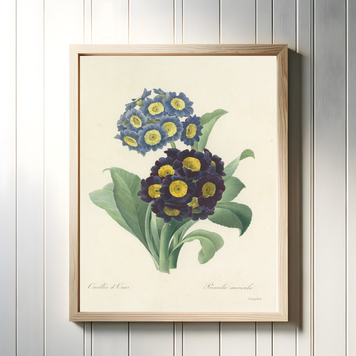 Framed art print of Choix des plus belles fleurs: Auricula by Pierre-Joseph Redouté, in a light wood frame on a white panelled wall