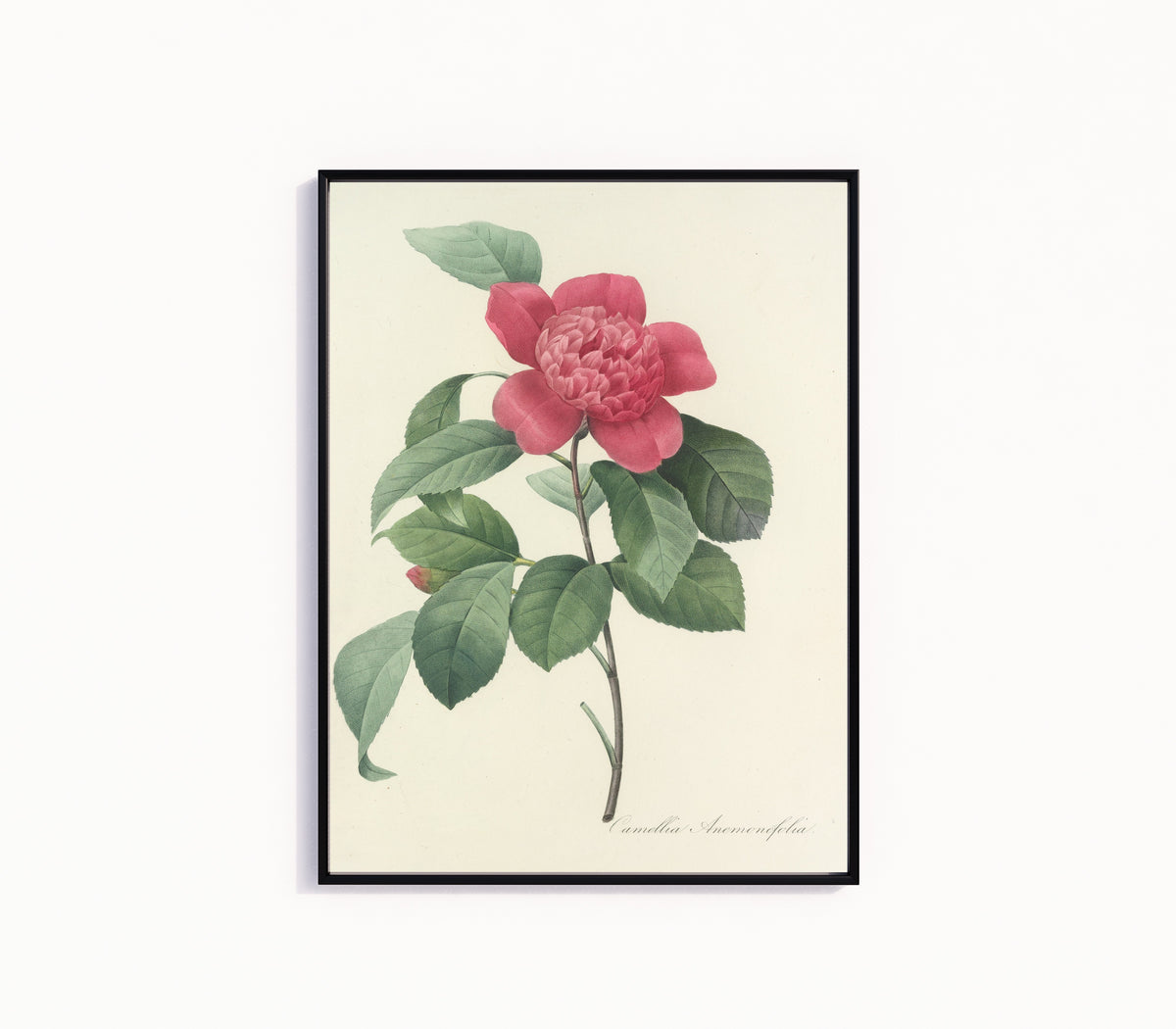 Framed art print of Choix des plus belles fleurs: Camellia Anemonefolia by Pierre-Joseph Redouté, in a slim black frame on a plain white wall