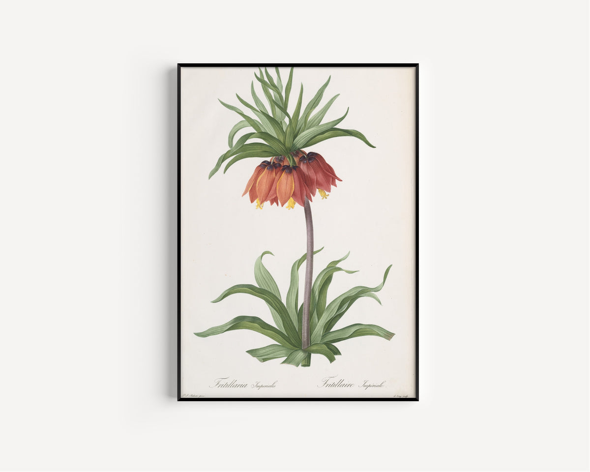 Pierre-Joseph Redouté — Les Liliacées: Fritillaria imperialis (Crown Imperial) | Botanical Illustration Print