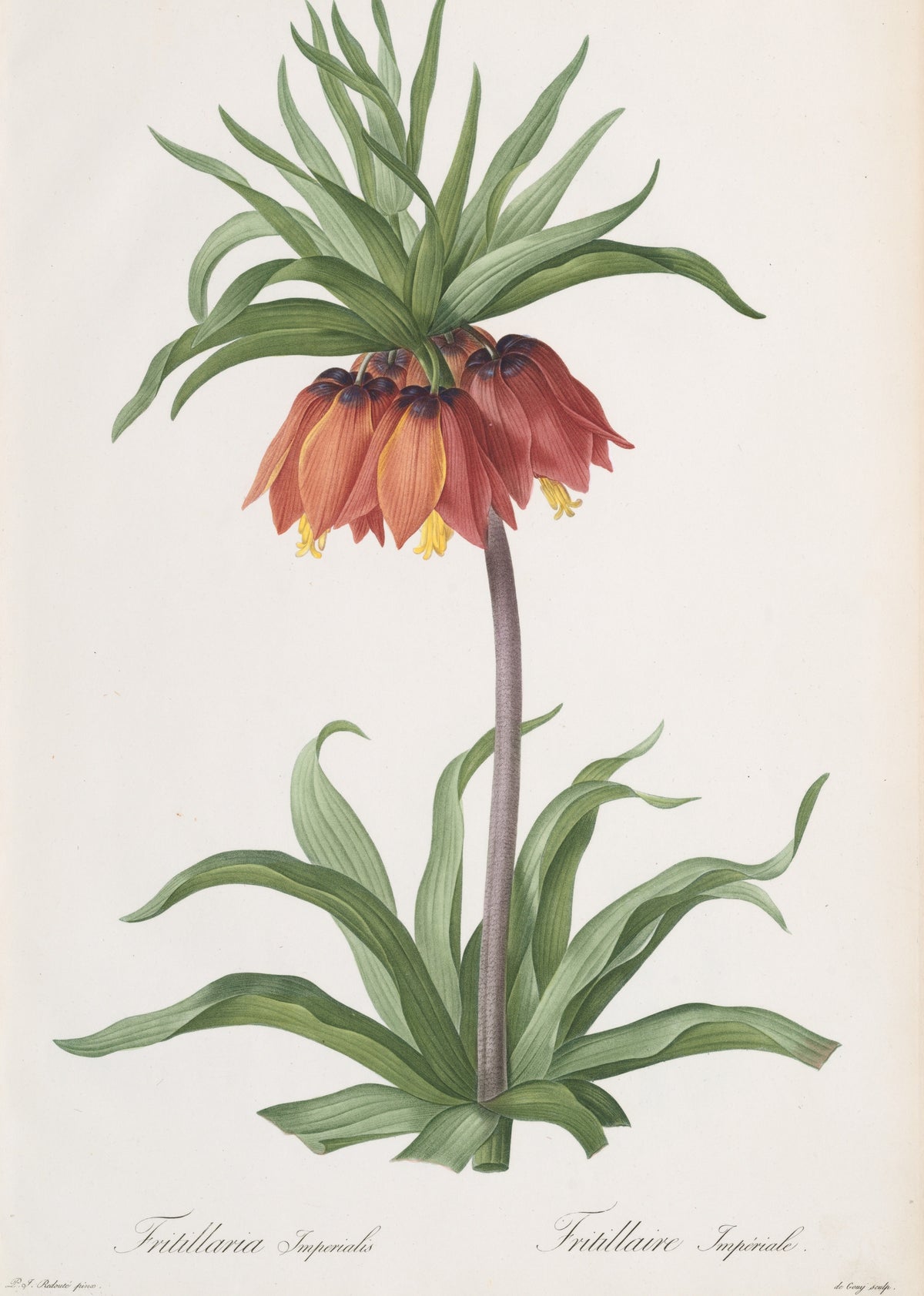 Pierre-Joseph Redouté — Les Liliacées: Fritillaria imperialis (Crown Imperial) | Botanical Illustration Print
