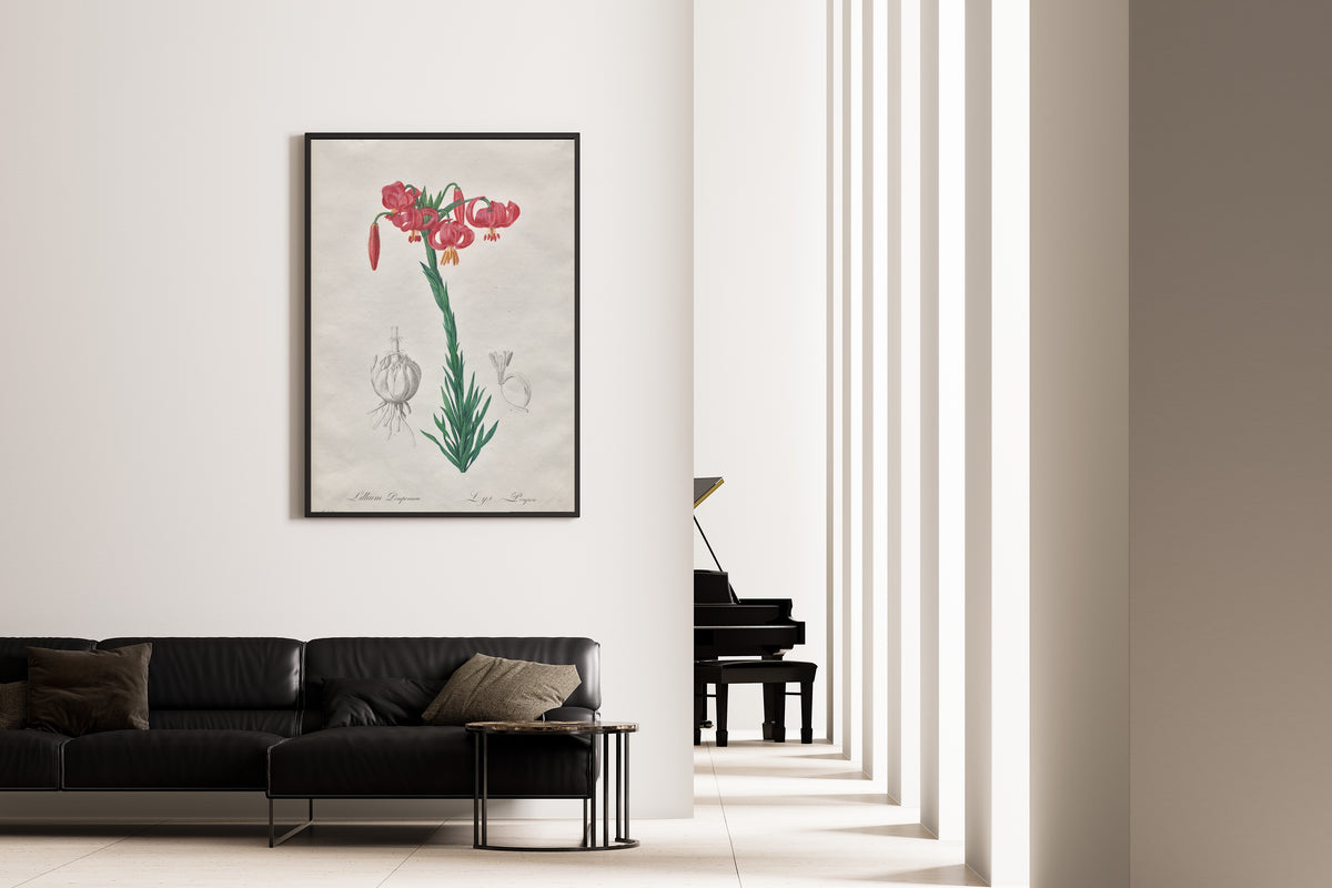 Pierre-Joseph Redouté — Les Liliacées: Lillium Pomponium (Turban Lily) | Botanical Illustration Print
