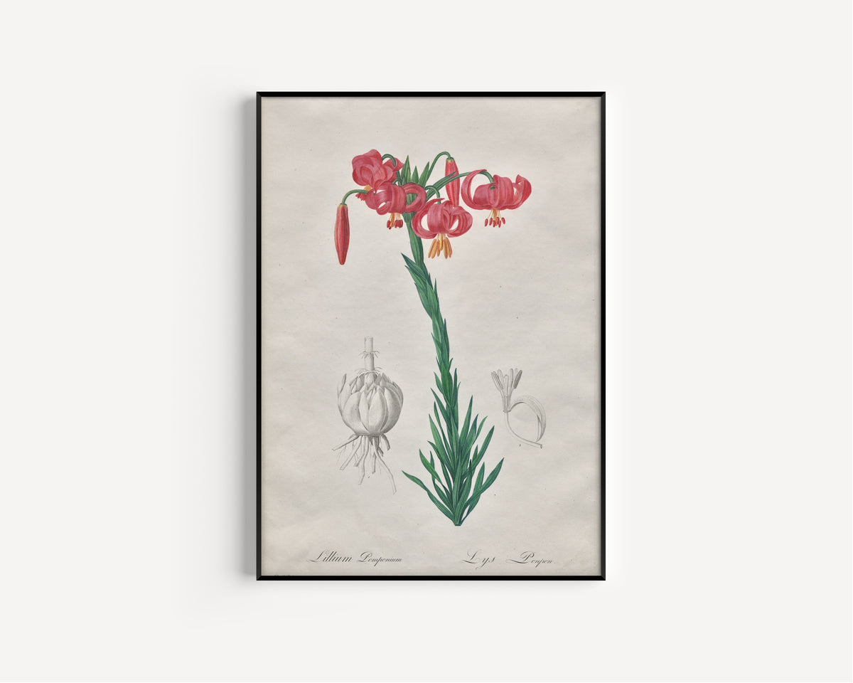 Pierre-Joseph Redouté — Les Liliacées: Lillium Pomponium (Turban Lily) | Botanical Illustration Print