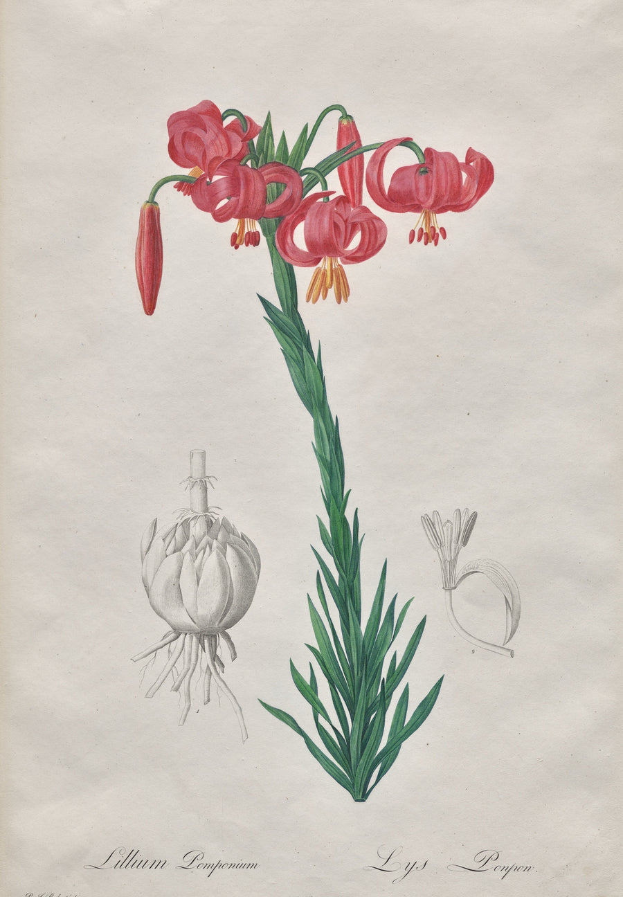 Pierre-Joseph Redouté — Les Liliacées: Lillium Pomponium (Turban Lily) | Botanical Illustration Print shown to scale on a wall above a sofa