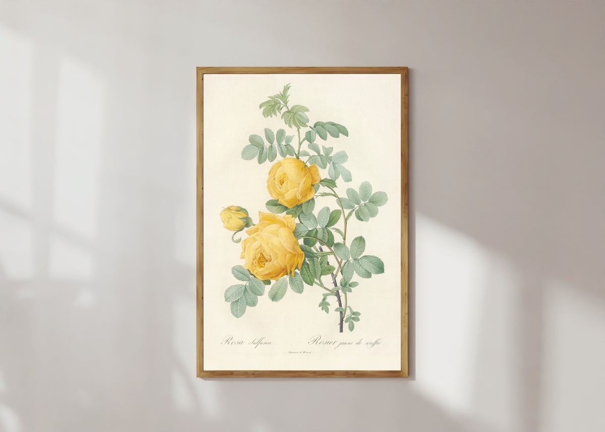 Framed art print of Les Roses: Rosa Sulfurea by Pierre-Joseph Redouté, in a light wood frame on a sunlit white wall