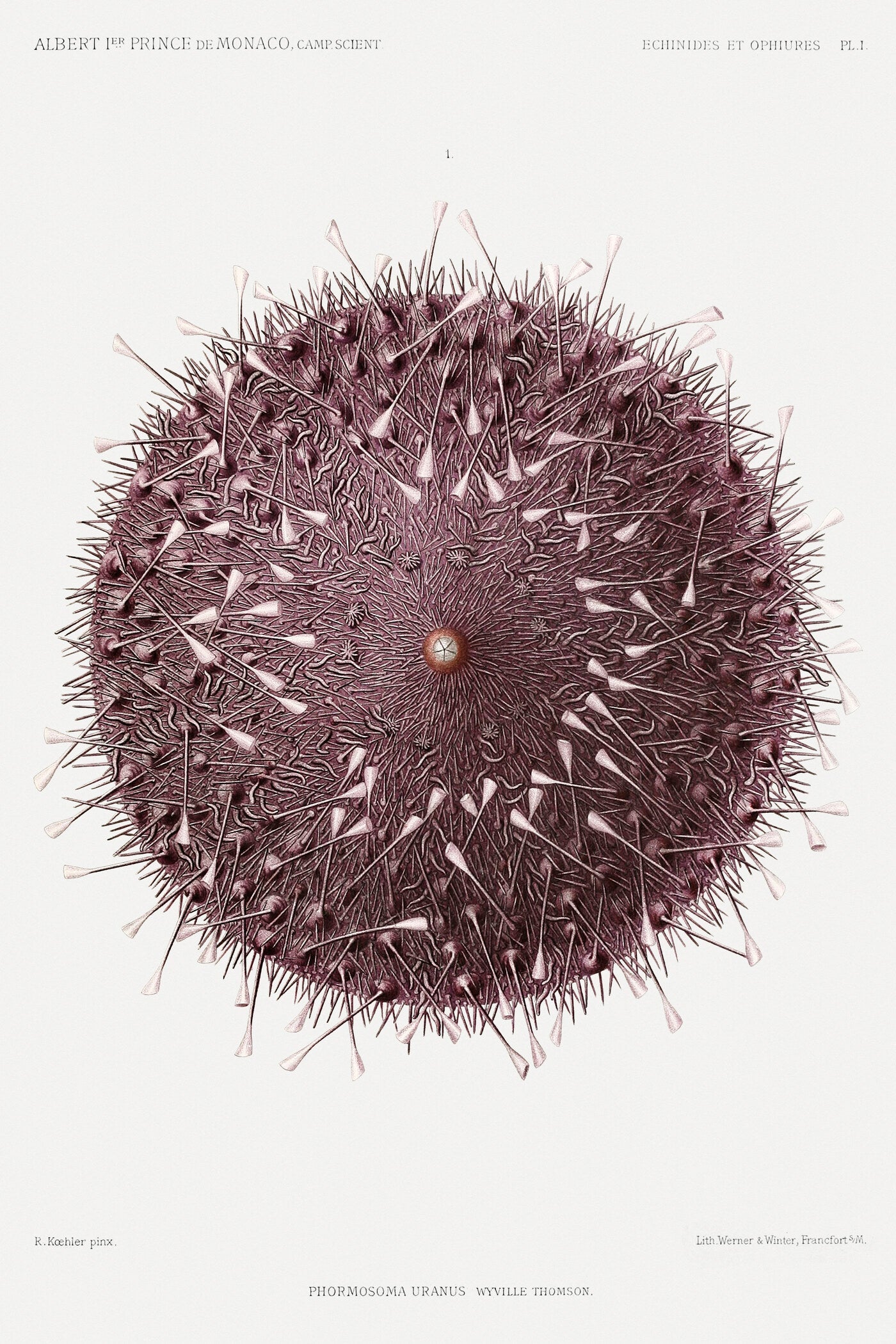 Prince Albert I (Illustr.) — Sea Urchin | Fine Art Print - 9ArtPrints