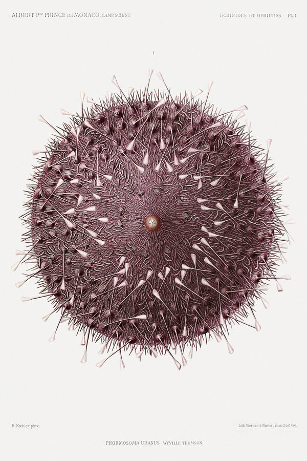 Prince Albert I (Illustr.) — Sea Urchin | Fine Art Print