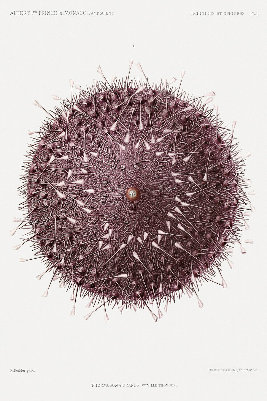 Prince Albert I (Illustr.) — Sea Urchin | Fine Art Print shown to scale on a wall above a sofa