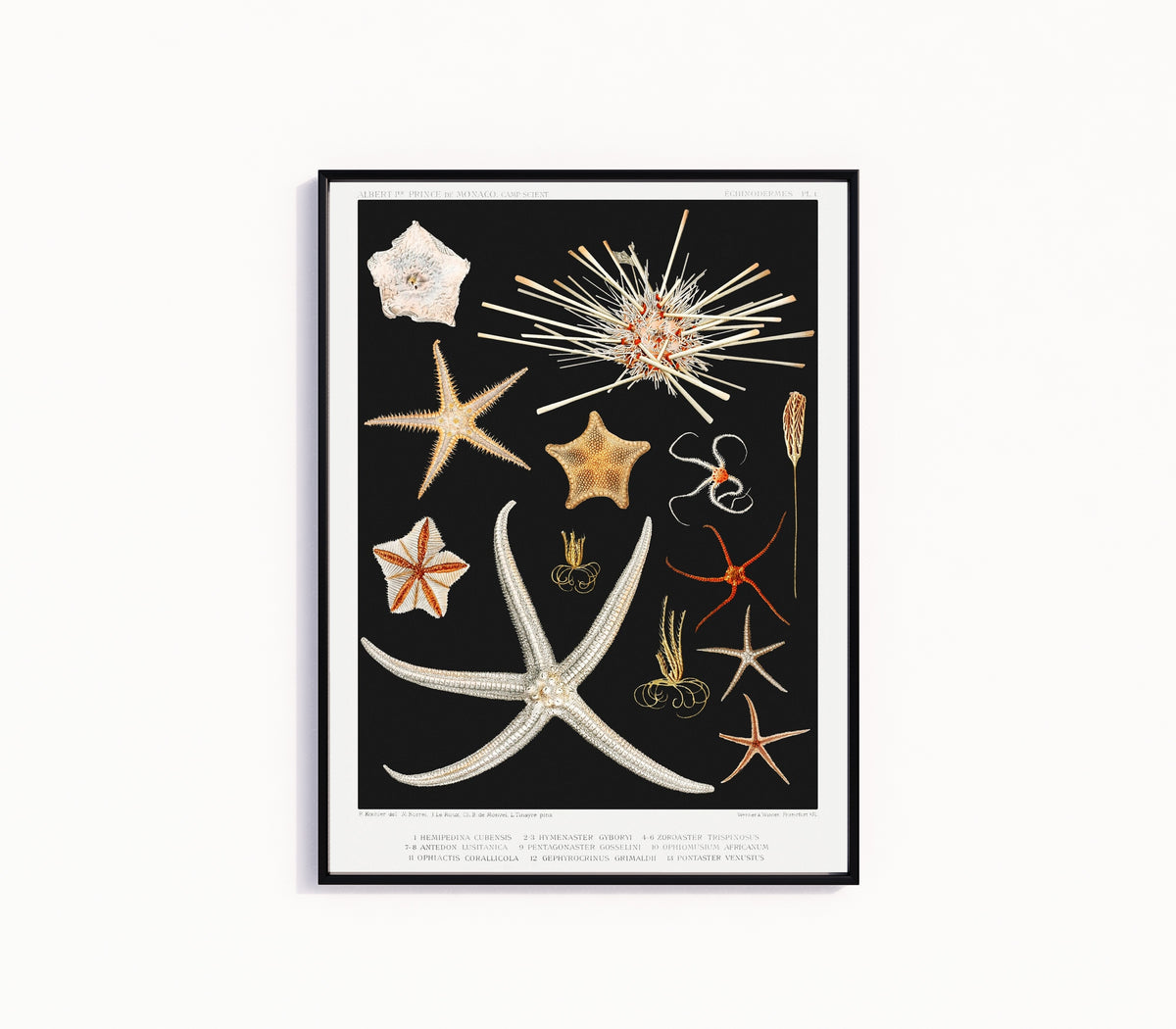 Framed art print of Starfish by Vintage Illustration, in a slim black frame on a plain white wall