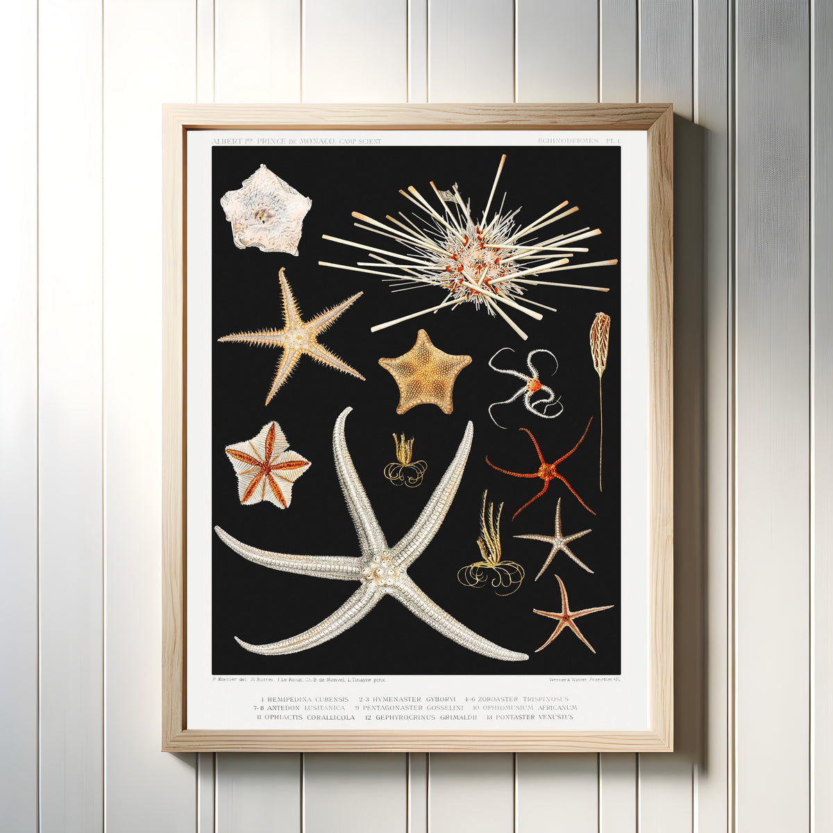 Framed art print of Starfish by Vintage Illustration, in a light wood frame on a white panelled wall