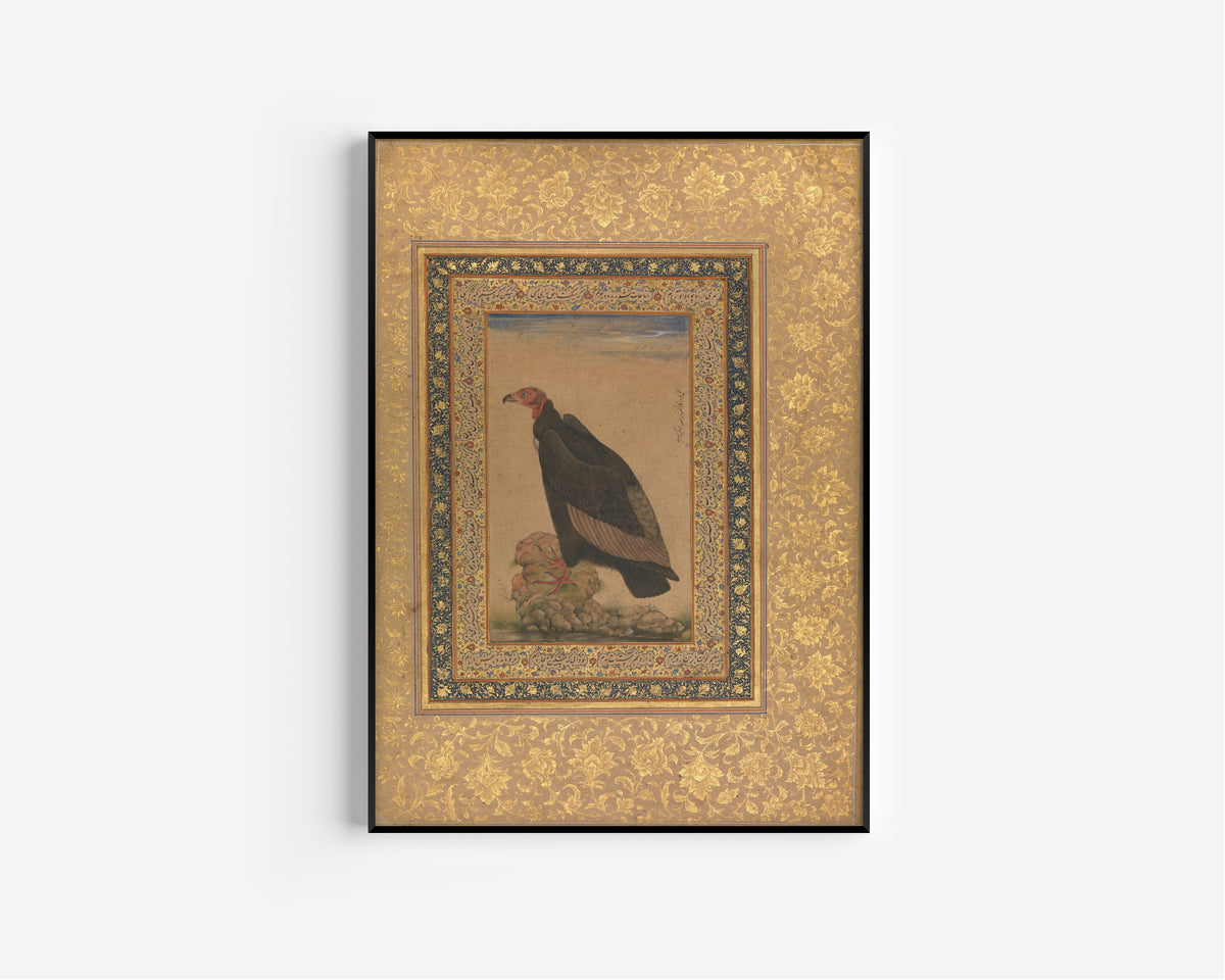 Shah Jahan Album: Red-Headed Vulture | Mughal Painting Art Print