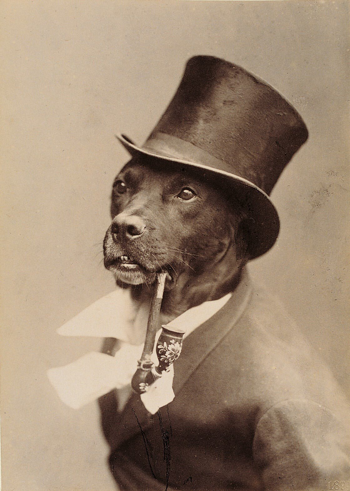 Vintage Dog Portrait | 1800s Fine Art Photography Print - 9ArtPrints